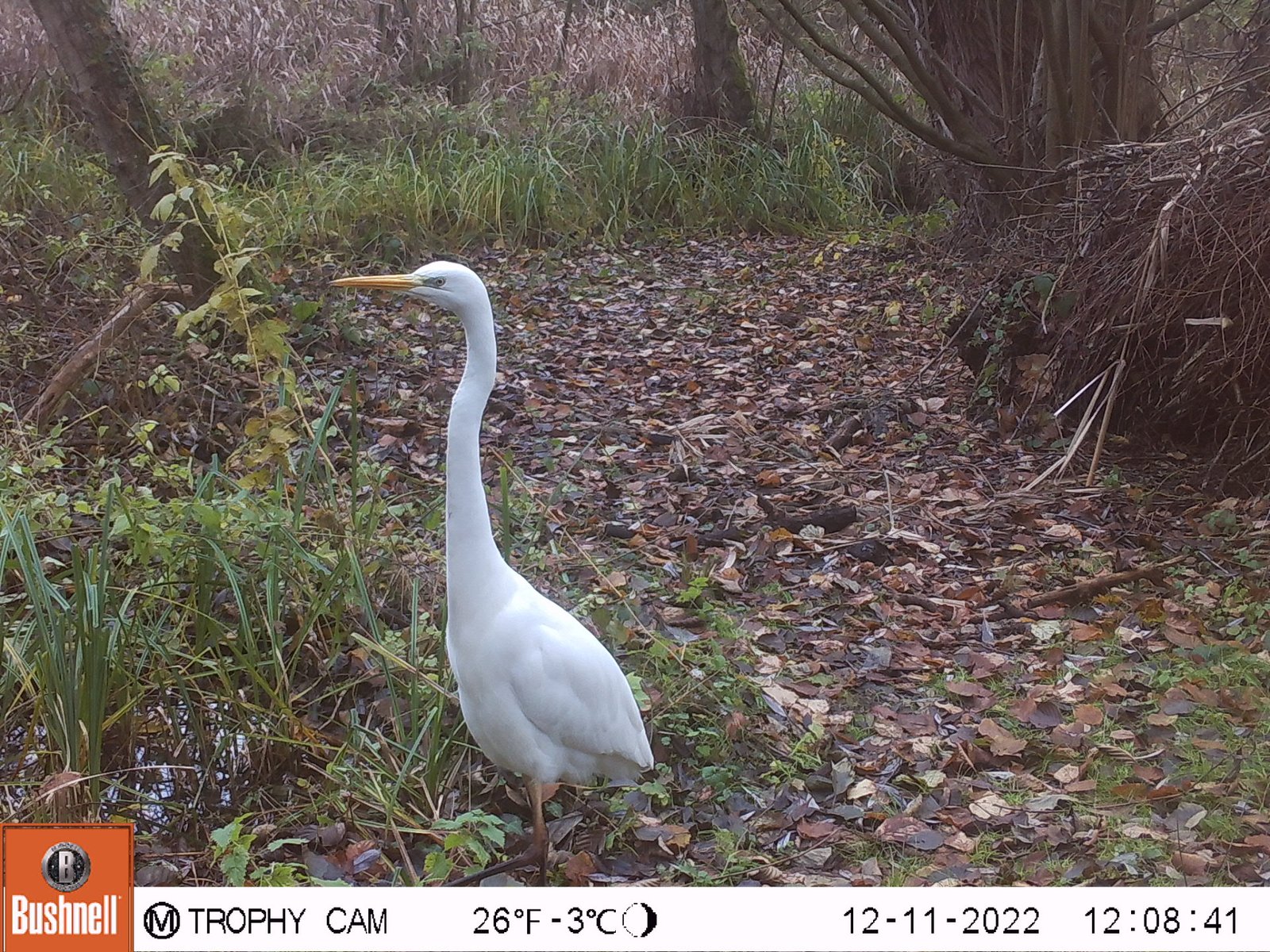 Grande Aigrette_2116