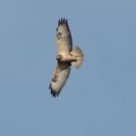 Buse variable_437