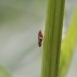 Cercope de l’aulne_560