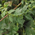 Lycope d’Europe ou Chanvre d’eau_877