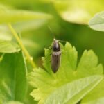 Taupin des jardins_1038