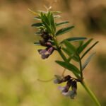 Vesce des haies_1055