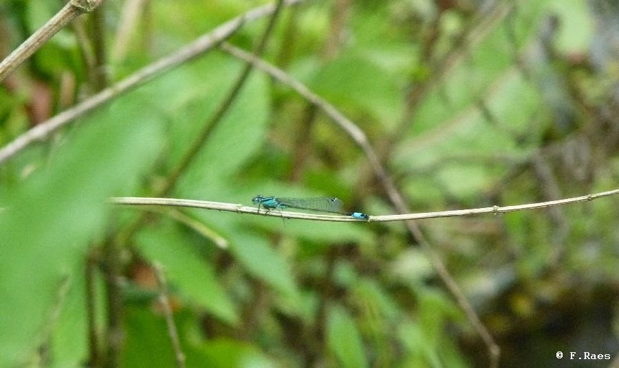 Agrion élégant_290