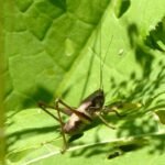 Decticelle cendrée_333