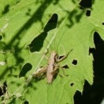 Decticelle cendrée_334