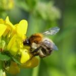 Bourdon des champs_337