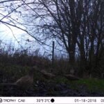 Faisan de Colchide_1250