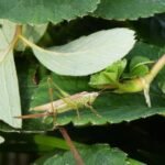 Conocéphale bigarré_419