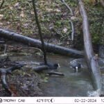 Foulque macroule_2192