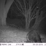 Castor d’Europe_1268