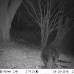 Castor d’Europe_1269