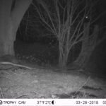 Castor d’Europe_1270