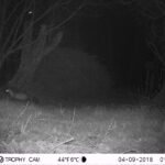 Fouine d’Europe_1284