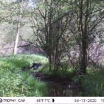 Corneille noire_1679