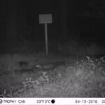 Fouine d’Europe_1285