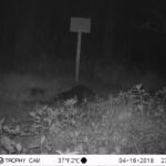 Castor d’Europe_1286