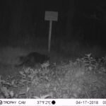 Castor d’Europe_1309