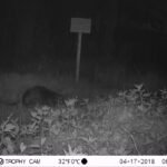 Castor d’Europe_1310