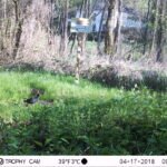Gallinule poule-d’eau_1294