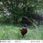 Xystique crêté_1319