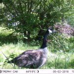 Bernache du Canada_1320