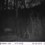 Fouine d’Europe_1330