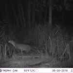 Fouine d’Europe_1332