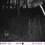 Fouine d’Europe_1355