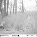 Fouine d’Europe_1378