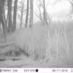 Fouine d’Europe_1379