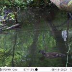 Canard mandarin_2136