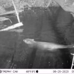 Castor d’Europe_2137