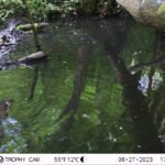 Canard mandarin_2138