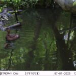 Fuligule milouin_2139