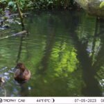 Fuligule milouin_2146