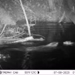 Castor d’Europe_2147