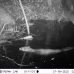 Castor d’Europe_2148