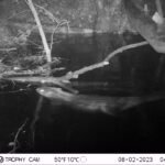 Castor d’Europe_2151