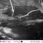 Castor d’Europe_2174