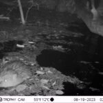 Castor d’Europe_2175