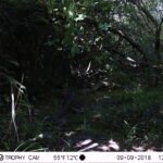 Epervier d’Europe_1430