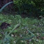 Gallinule poule-d’eau_1148