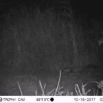 Fouine d’Europe_1192