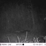 Fouine d’Europe_1193