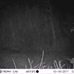 Fouine d’Europe_1195