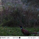 Faisan de Colchide_1198