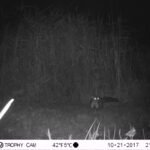 Fouine d’Europe_1204