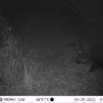 Sanglier d’Europe_2109