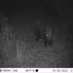 Sanglier d’Europe_2110