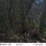 Castor d’Europe_1817